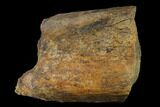 Hadrosaur (Edmontosaurus) Bone Section - South Dakota #145878-1